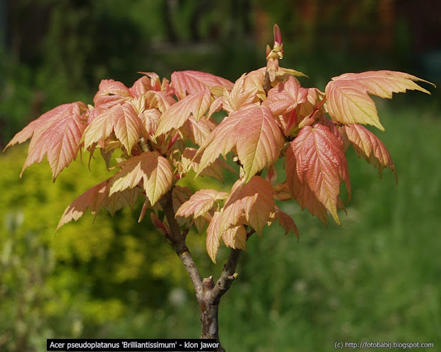 Acer pseudoplatanus 'Brilliantissimum' - Klon jawor 'Brilliantissimum'